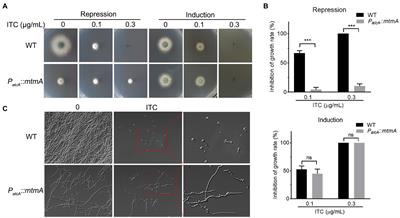 The metal chaperone protein MtmA plays important roles in antifungal drug susceptibility in Aspergillus fumigatus